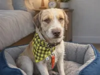 Cachorro raça SRD-ViraLata idade 3 anos nome Nando