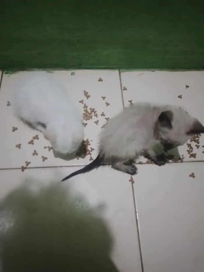 Gato raça SRD-ViraLata idade 7 a 11 meses nome Renan melo 