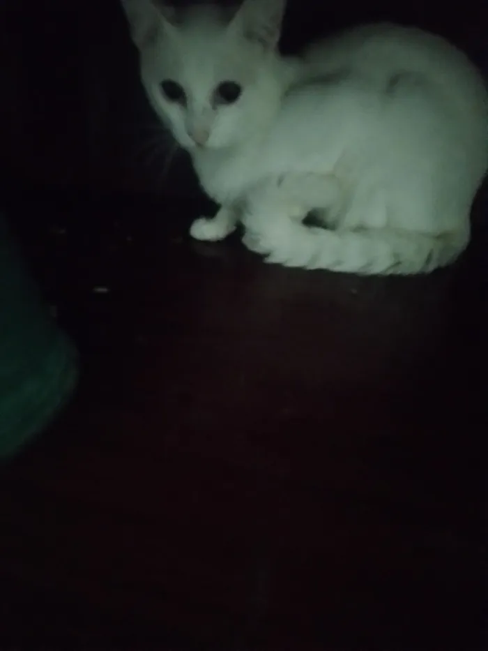 Gato raça SRD-ViraLata idade 7 a 11 meses nome Renan melo 