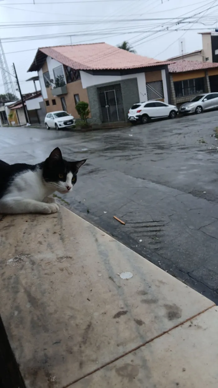 Gato raça SRD-ViraLata idade 2 a 6 meses nome Sem nome 