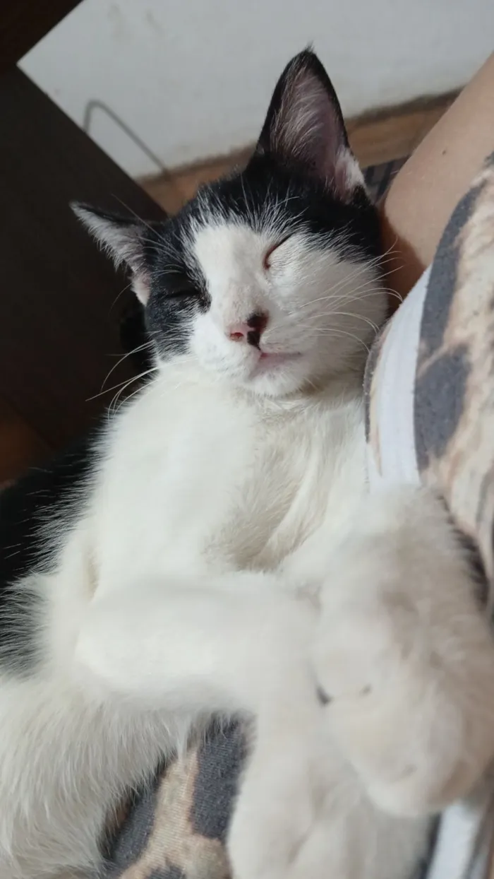 Gato raça SRD-ViraLata idade 2 a 6 meses nome Sem nome 