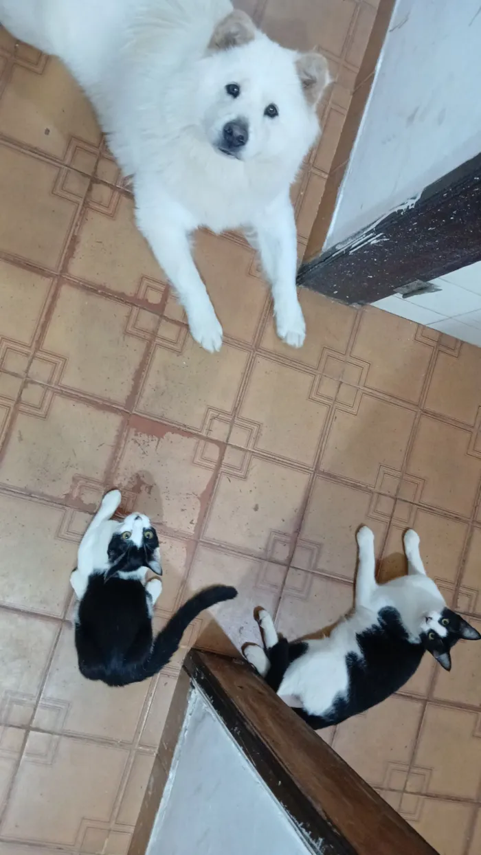 Gato raça SRD-ViraLata idade 2 a 6 meses nome Sem nome 