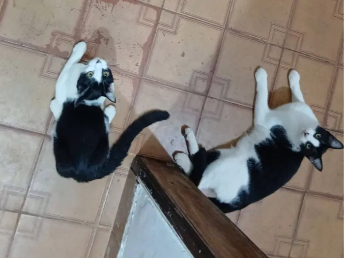 Gato raça SRD-ViraLata idade 2 a 6 meses nome Sem nome 