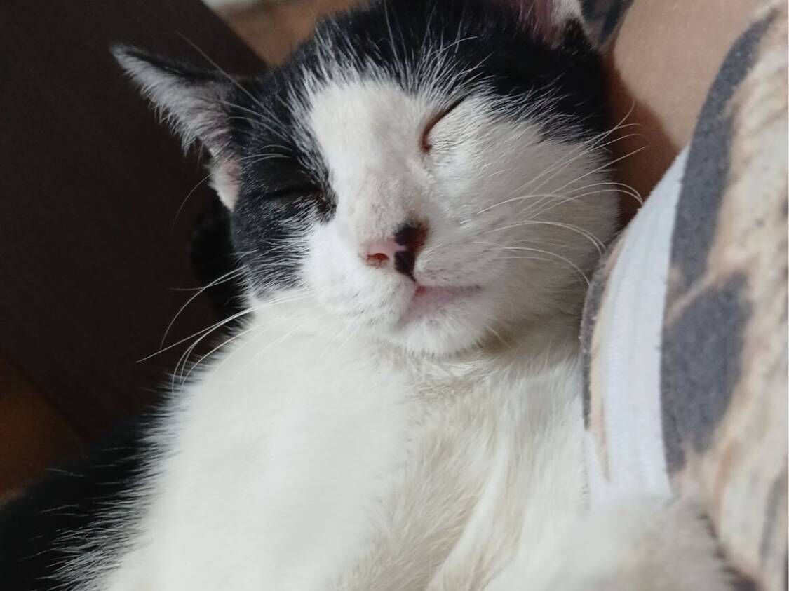 Gato raça SRD-ViraLata idade 2 a 6 meses nome Sem nome 