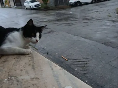 Gato raça SRD-ViraLata idade 2 a 6 meses nome Sem nome 