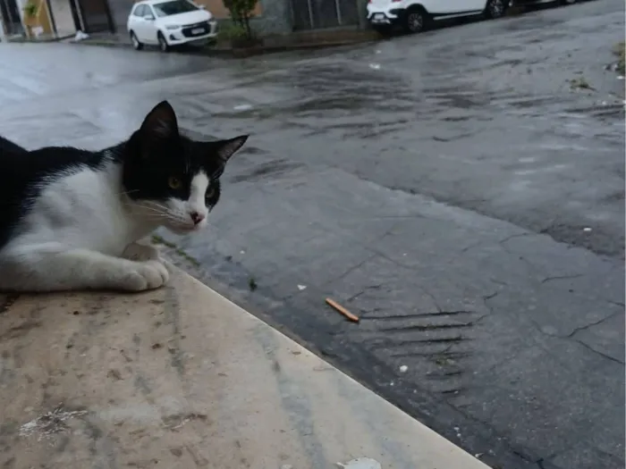 Gato raça SRD-ViraLata idade 2 a 6 meses nome Sem nome 