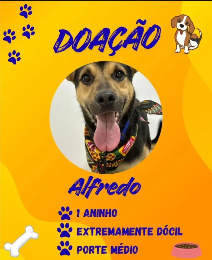 Cachorro raça SRD-ViraLata idade 1 ano nome Alfredo 
