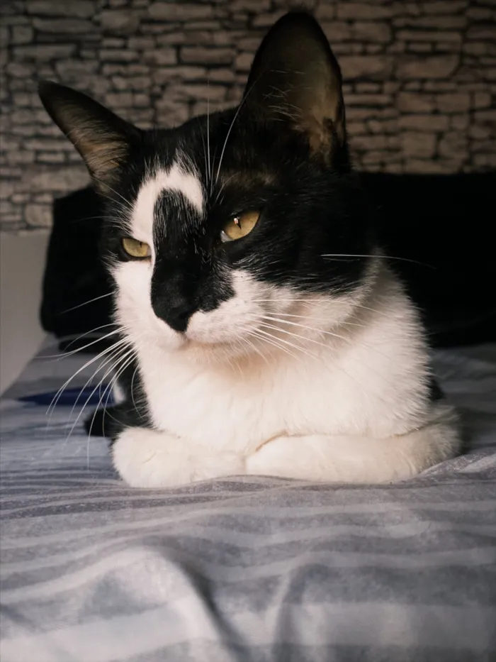 Gato raça SRD-ViraLata idade 1 ano nome Luis