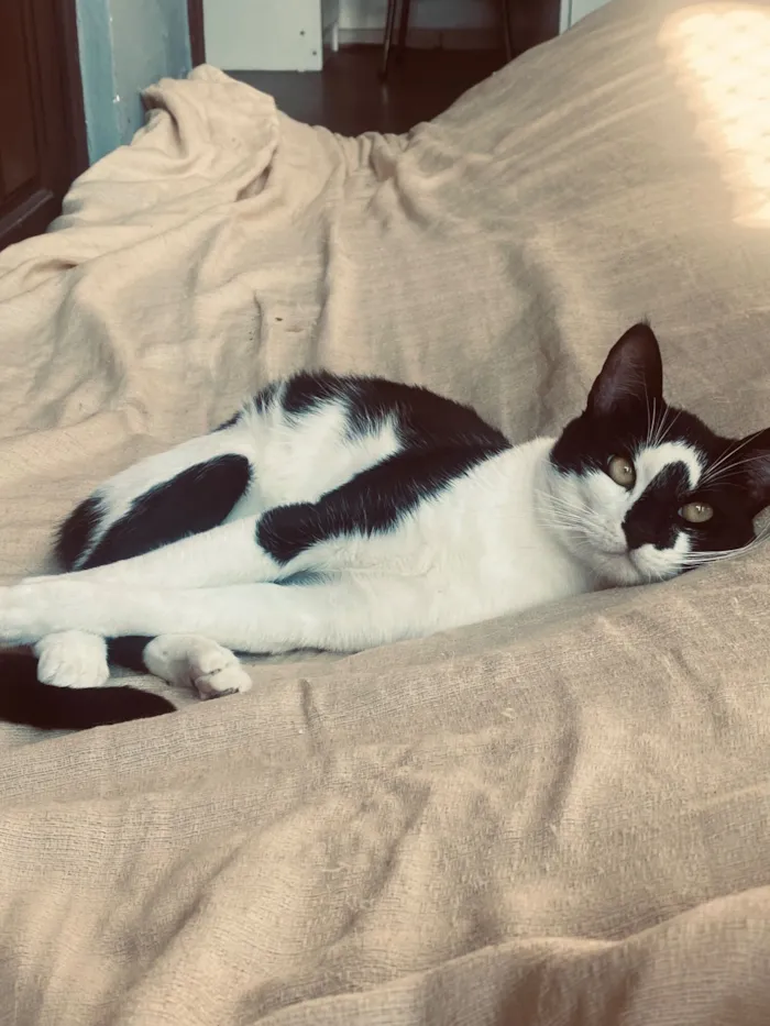 Gato raça SRD-ViraLata idade 1 ano nome Luis