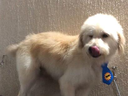 Cachorro raça SRD-ViraLata idade 2 anos nome BR