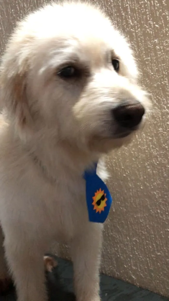 Cachorro raça SRD-ViraLata idade 2 anos nome BR