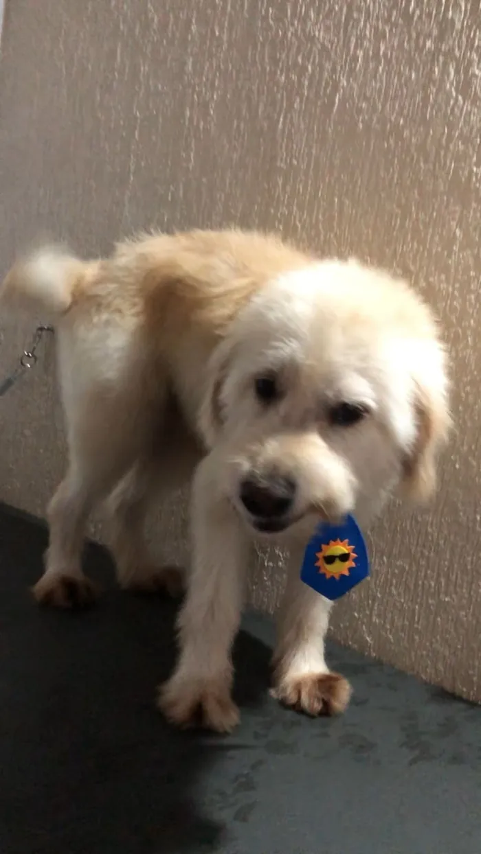 Cachorro raça SRD-ViraLata idade 2 anos nome BR