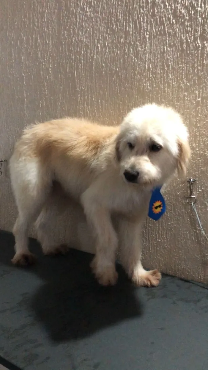 Cachorro raça SRD-ViraLata idade 2 anos nome BR