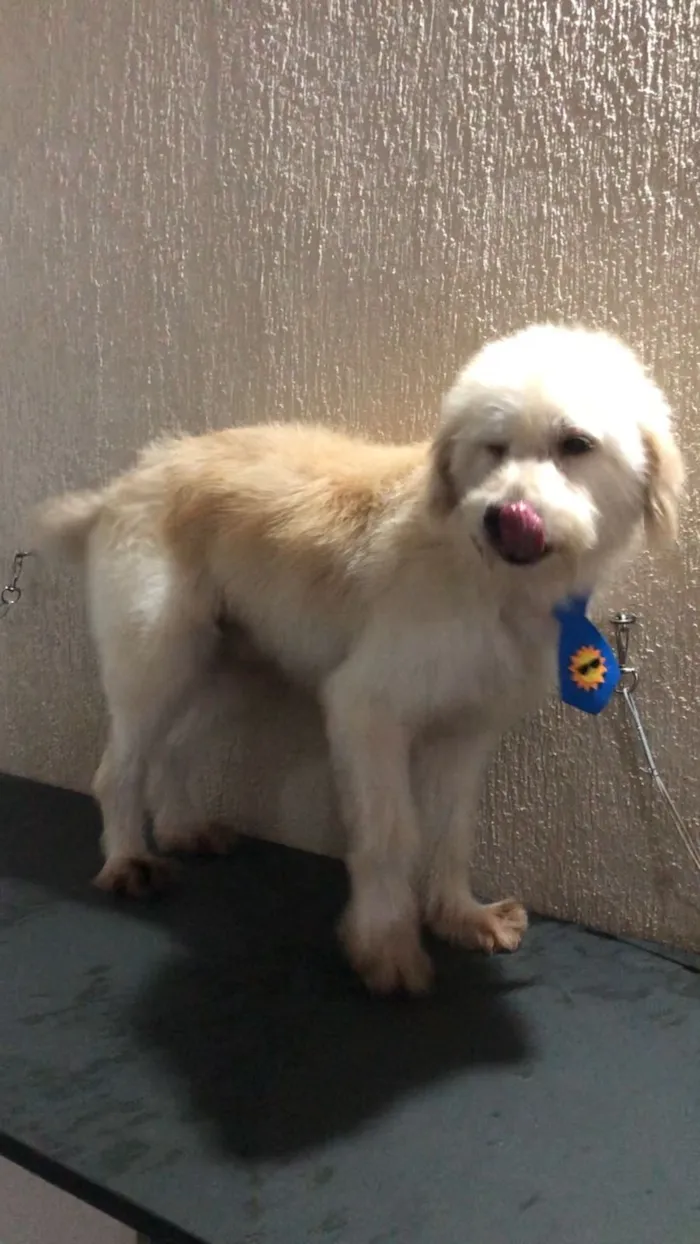 Cachorro raça SRD-ViraLata idade 2 anos nome BR