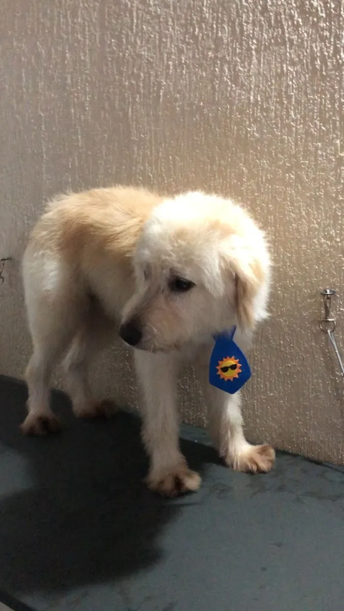 Cachorro raça SRD-ViraLata idade 2 anos nome BR