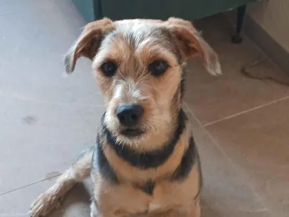 Cachorro raça SRD-ViraLata idade 7 a 11 meses nome Madalena