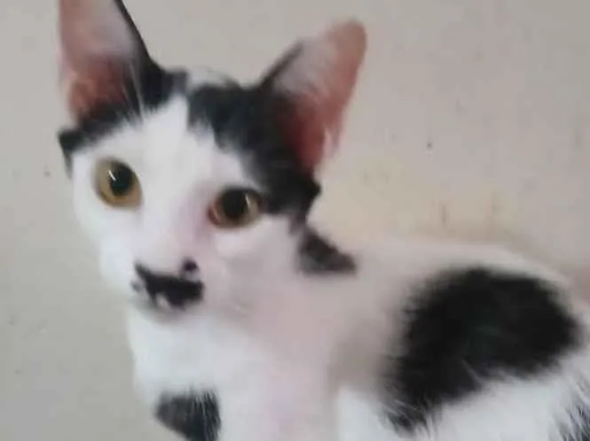 Gato raça SRD-ViraLata idade 2 a 6 meses nome MILKINHA