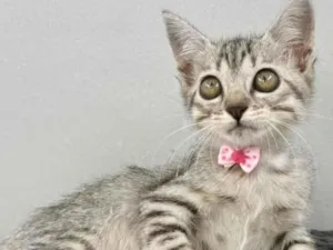 Gato raça SRD-ViraLata idade 2 a 6 meses nome TIGRADINHA