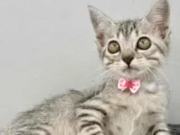 Gato raça SRD-ViraLata idade 2 a 6 meses nome TIGRADINHA