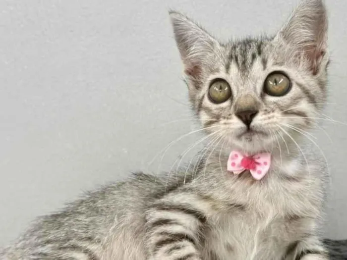 Gato raça SRD-ViraLata idade 2 a 6 meses nome TIGRADINHA