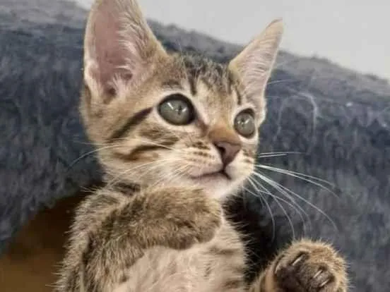 Gato raça SRD-ViraLata idade 2 a 6 meses nome BRINCALHÃO