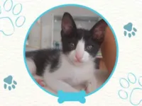 Gato raça SRD-ViraLata idade 2 a 6 meses nome Polo