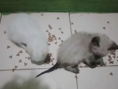 Gato raça SRD-ViraLata idade 7 a 11 meses nome Renan melo 