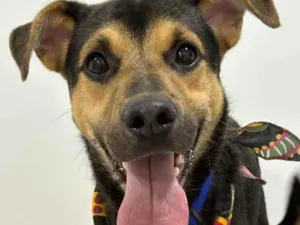 Cachorro raça SRD-ViraLata idade 1 ano nome Alfredo 