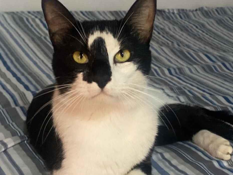 Gato raça SRD-ViraLata idade 1 ano nome Luis