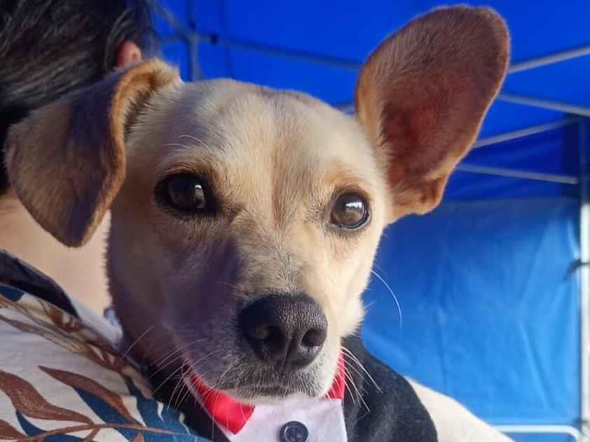 Cachorro raça SRD-ViraLata idade 1 ano nome Pitoco