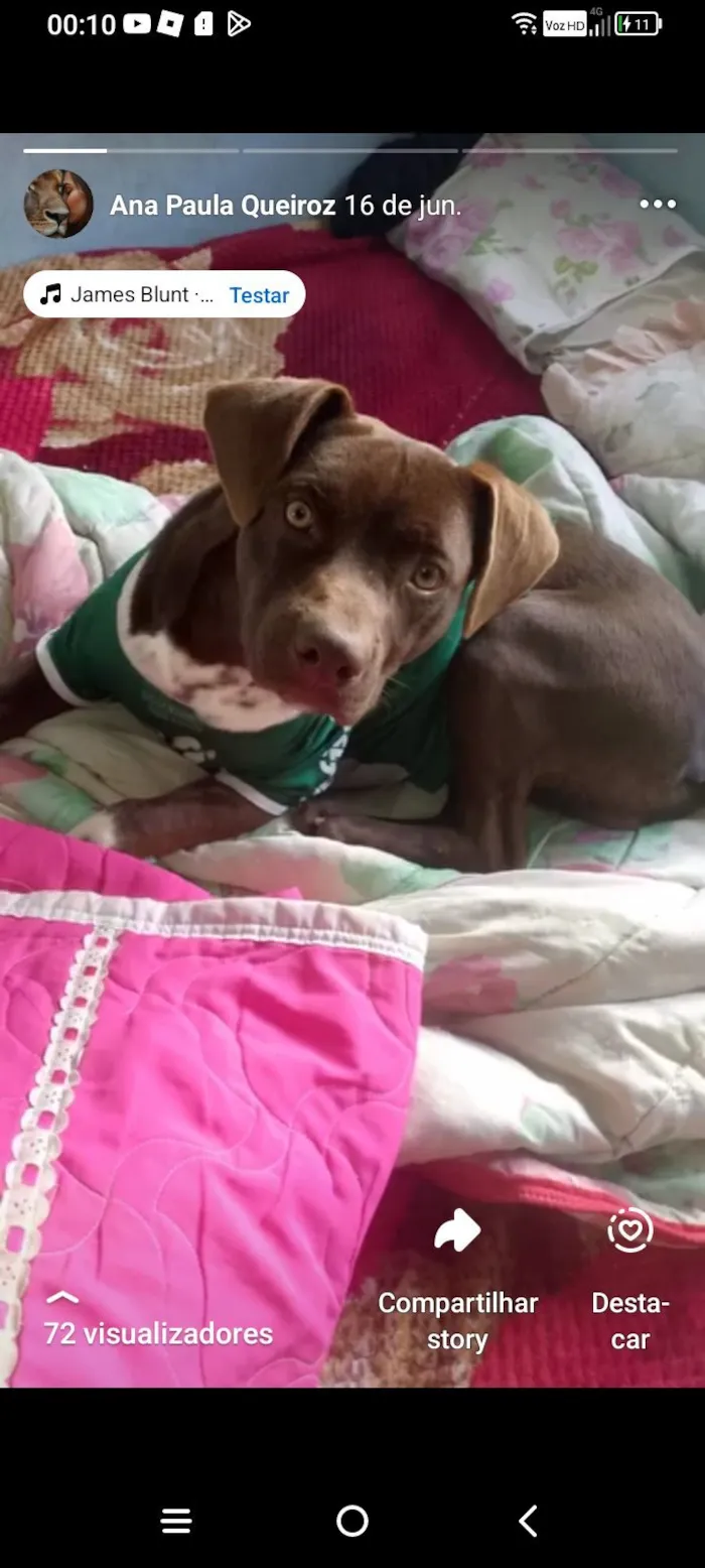Cachorro raça Pit-Bull idade 2 a 6 meses nome Thor