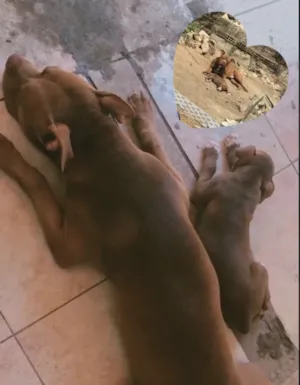 Cachorro raça Pit-Bull idade 1 ano nome Jhuly e lucky 