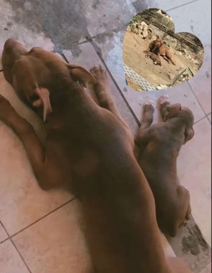 Cachorro raça Pit-Bull idade 1 ano nome Jhuly e lucky 