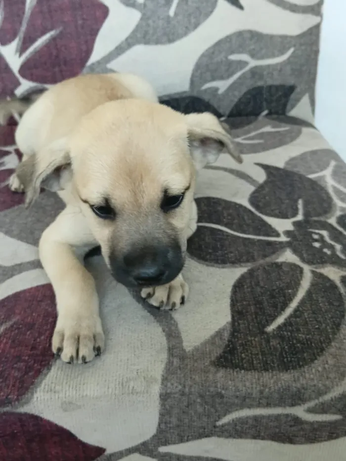 Cachorro raça SRD-ViraLata idade Abaixo de 2 meses nome Fofa