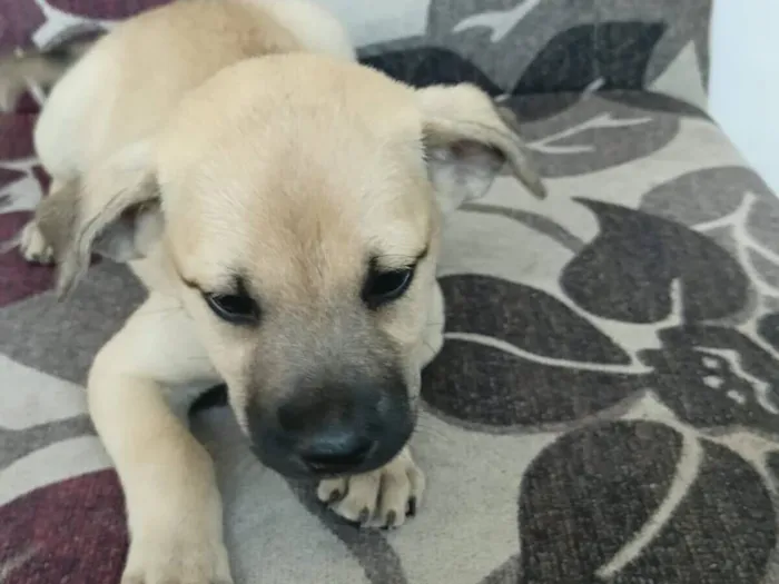Cachorro raça SRD-ViraLata idade Abaixo de 2 meses nome Fofa