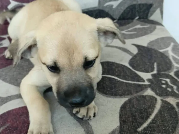 Cachorro raça SRD-ViraLata idade Abaixo de 2 meses nome Fofa