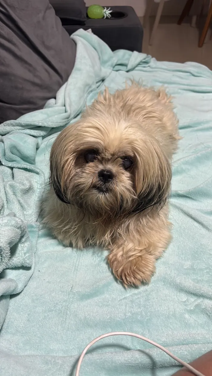Cachorro raça Lhasa Apso idade 3 anos nome Encontrado 