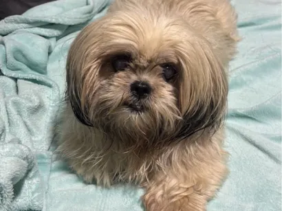 Cachorro raça Lhasa Apso idade 3 anos nome Encontrado 