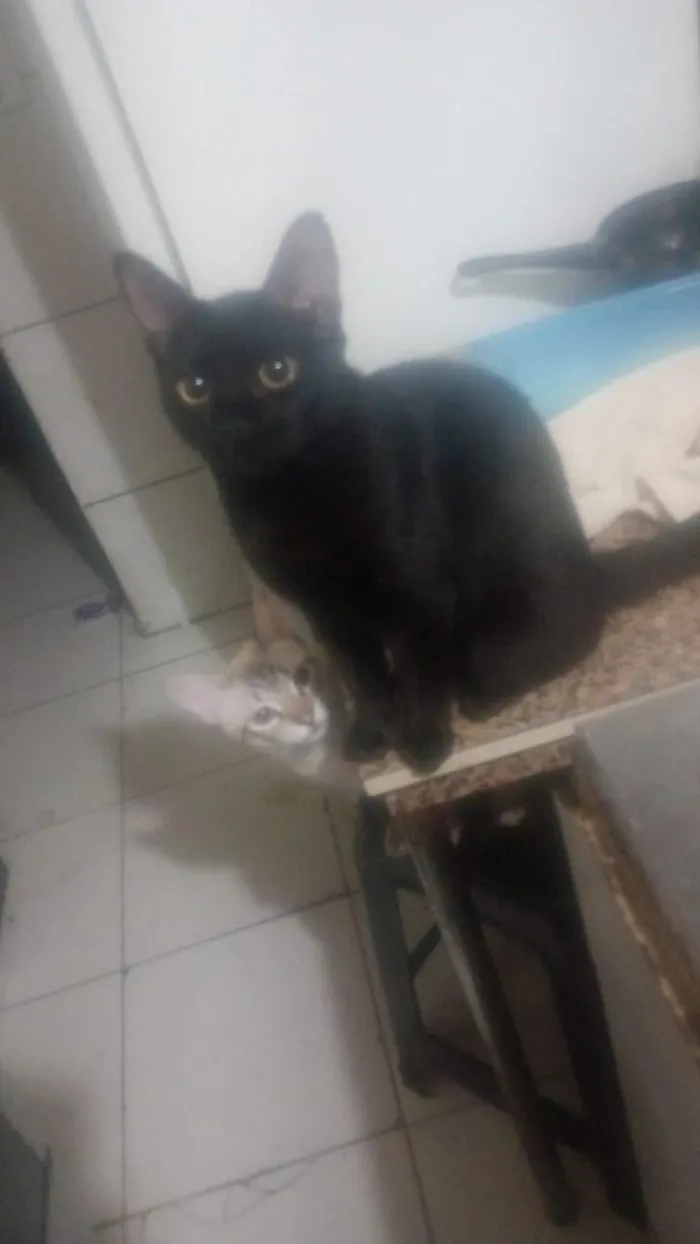 Gato raça SRD-ViraLata idade 2 a 6 meses nome lua e romeu