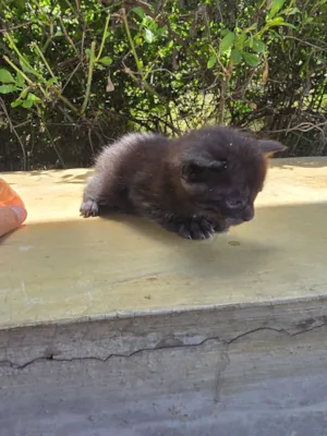 Gato raça SRD-ViraLata idade Abaixo de 2 meses nome Doação de Gatinho