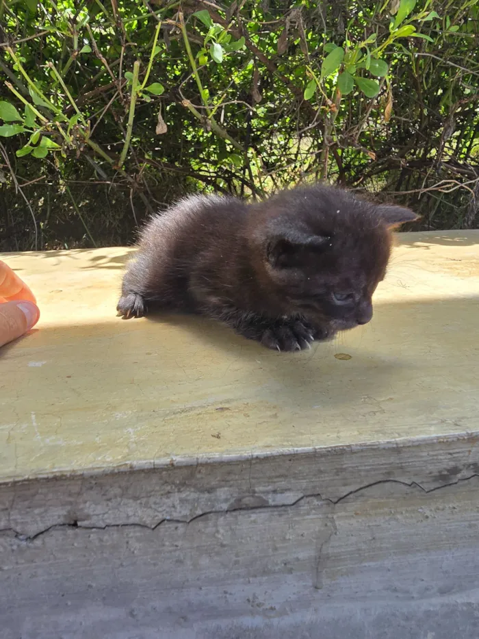 Gato raça SRD-ViraLata idade Abaixo de 2 meses nome Doação de Gatinho