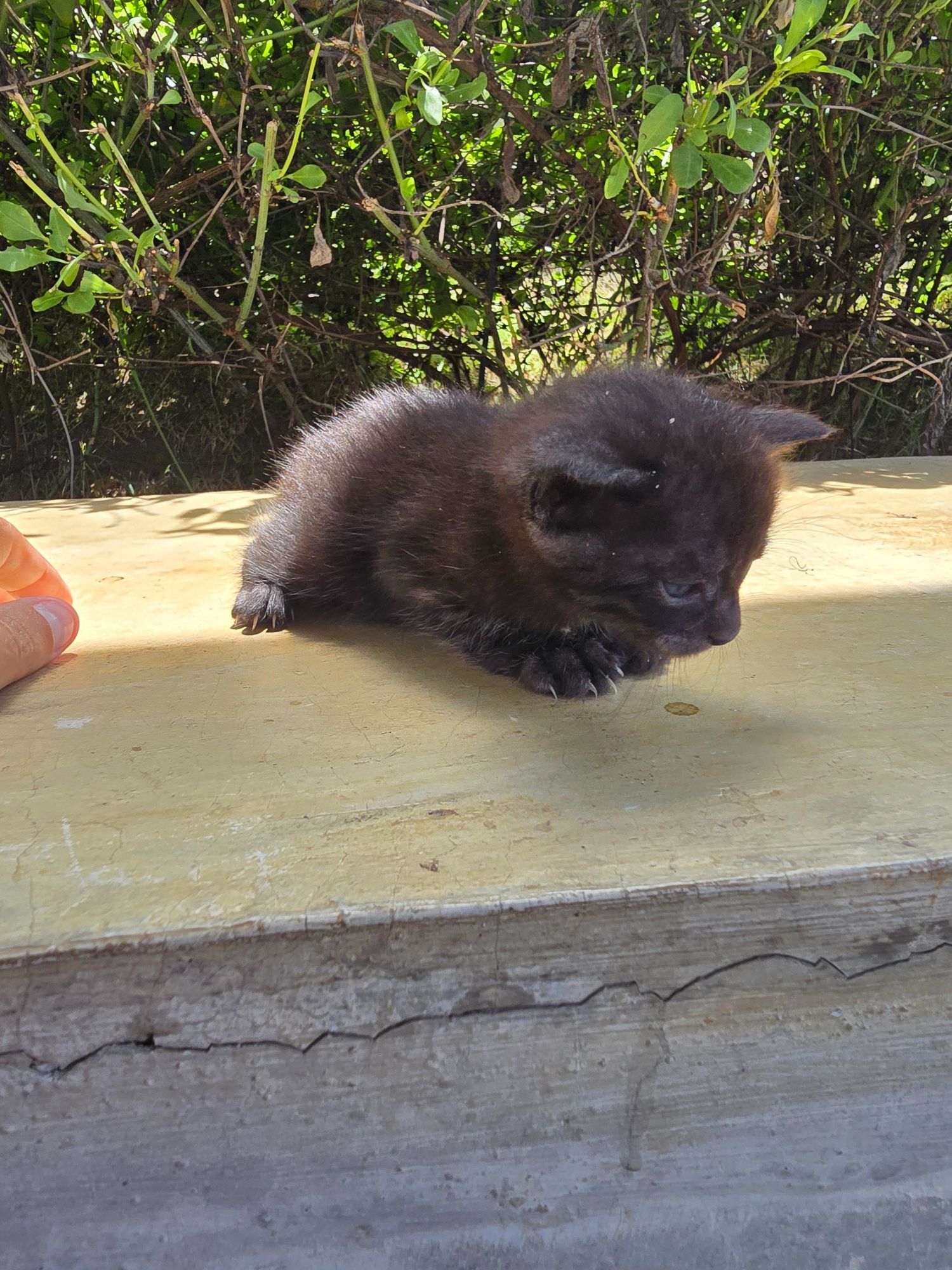 Gato raça SRD-ViraLata idade Abaixo de 2 meses nome Doação de Gatinho
