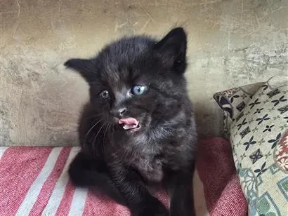 Gato raça SRD-ViraLata idade 2 a 6 meses nome Gatinha bebê