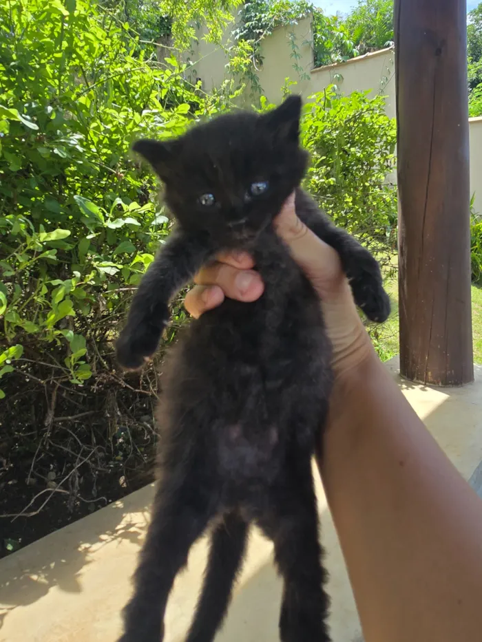 Gato raça SRD-ViraLata idade 2 a 6 meses nome Gatinha bebê