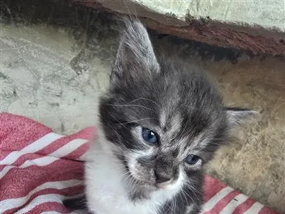 Gato raça SRD-ViraLata idade 2 a 6 meses nome Gatinho vaquinha 