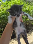 Gato raça SRD-ViraLata idade 2 a 6 meses nome Gatinho vaquinha 