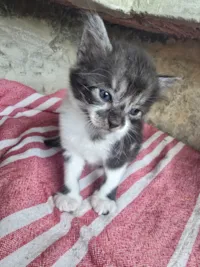 Gato raça SRD-ViraLata idade 2 a 6 meses nome Gatinho vaquinha 