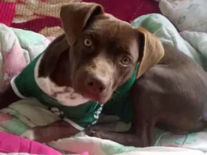 Cachorro raça Pit-Bull idade 2 a 6 meses nome Thor