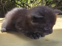 Gato raça SRD-ViraLata idade Abaixo de 2 meses nome Doação de Gatinho