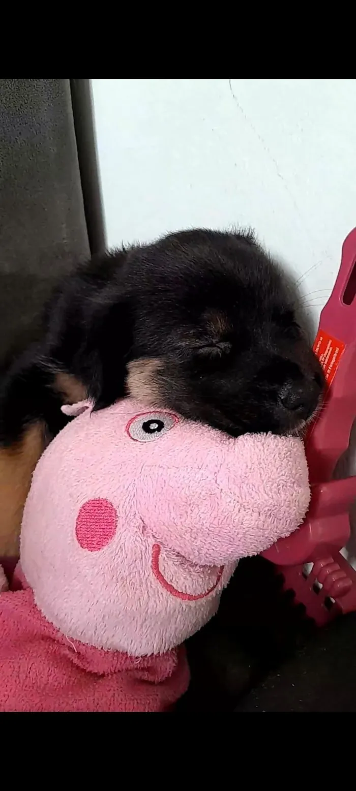 Cachorro raça Rottweiler idade 2 a 6 meses nome Bonnie 